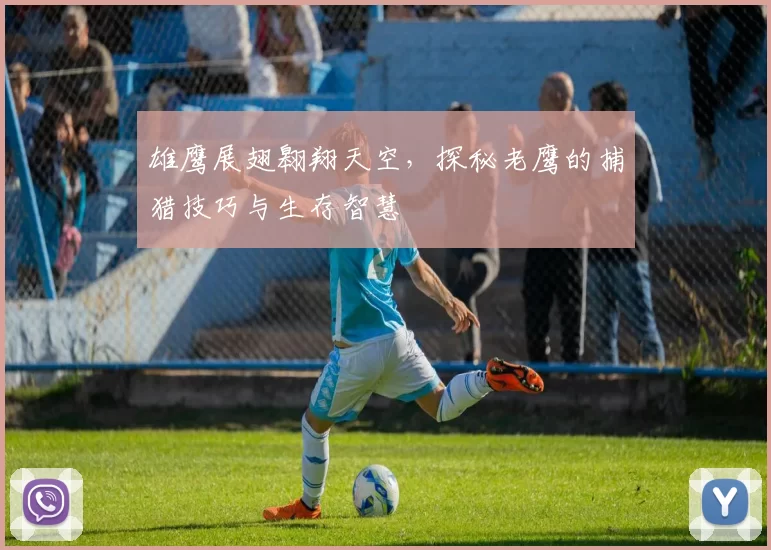 雄鹰展翅翱翔天空,探秘老鹰的捕猎技巧与生存智慧